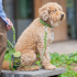Collier Classic Freestyle™ Taille S pour Chien – Tour de cou 30 à 38 cm – DOG Copenhagen
