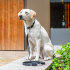 Laisse Classic Freestyle™ 2 m Taille L pour Chien – 200 cm x 2 cm – DOG Copenhagen