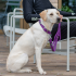 Collier Classic Freestyle™ Taille L pour Chien – Tour de cou 46 à 56 cm – DOG Copenhagen