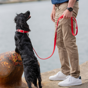 Collier Classic Freestyle™ Taille M pour Chien – Tour de cou 38 à 46 cm – DOG Copenhagen
