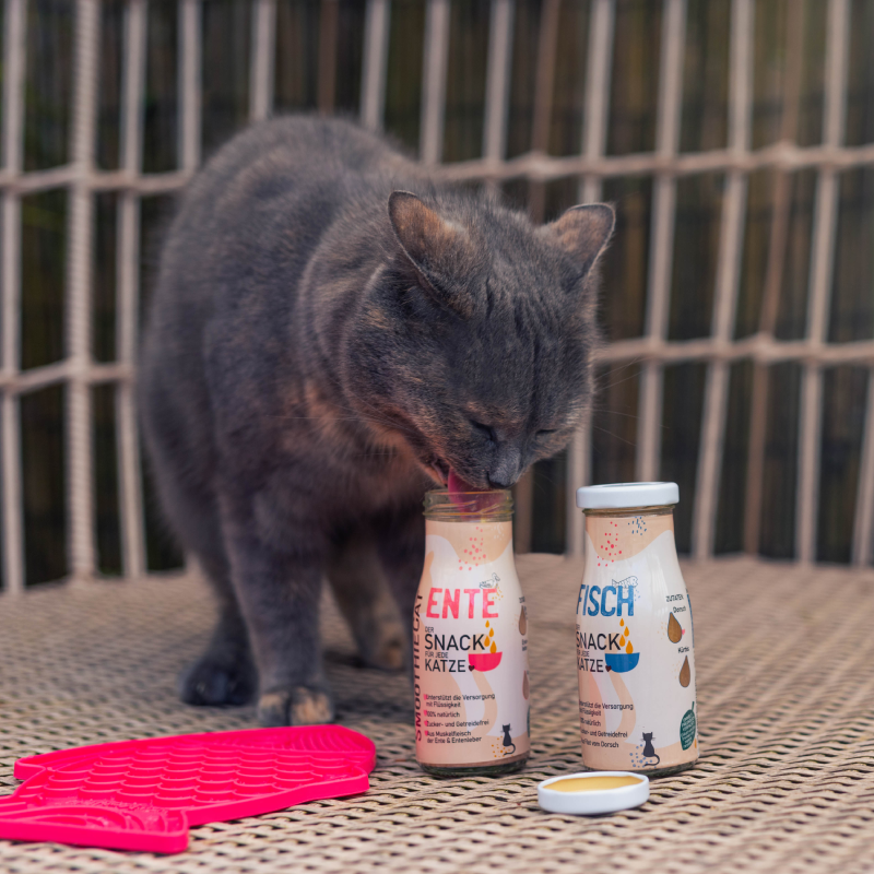 Smoothie pour chat